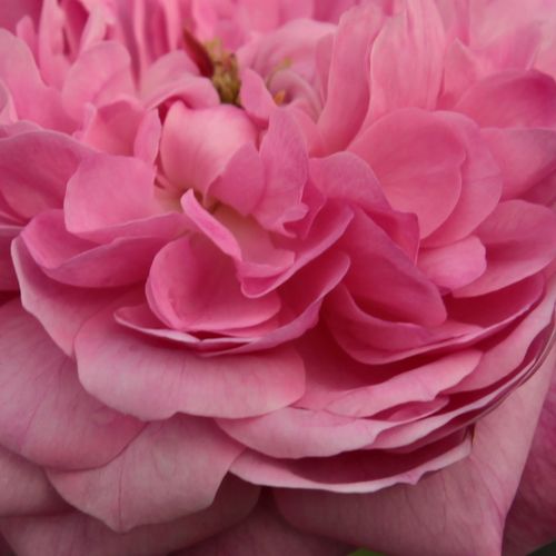 Róże ogrodowe - róża portlandzka - różowy  - Rosa  Comte de Chambord - róża z intensywnym zapachem - Robert and Moreau - Kwiaty te otwierają się także w złą pogodę, dlatego są odpowiednie także, jako róże cięte.